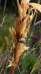 Elegia asperiflora