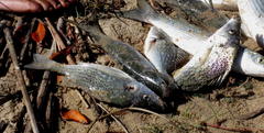 Pomadasys commersonnii