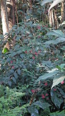 Cestrum elegans