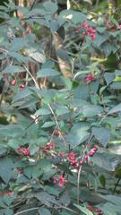 Cestrum elegans