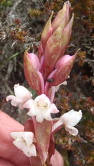 Satyrium acuminatum