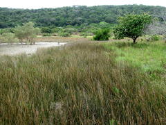 Juncus kraussii kraussii