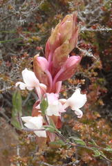 Satyrium acuminatum