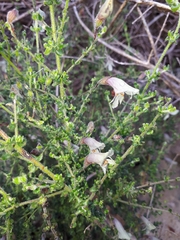 Prostanthera chlorantha