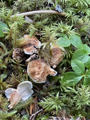Phellodon violascens