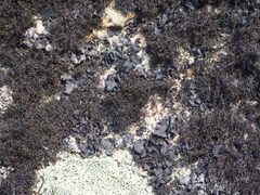 Pseudephebe pubescens