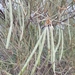 Acacia ramulosa ramulosa - Photo (c) @WA_Botanist, some rights reserved (CC BY-NC), uploaded by @WA_Botanist