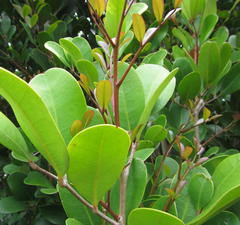 Xylocarpus granatum