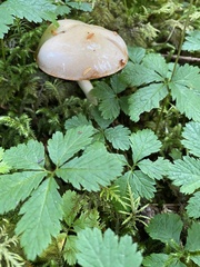 Cortinarius salor