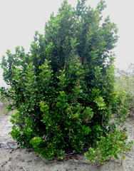 Xylocarpus granatum