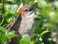 Sphenoeacus afer afer