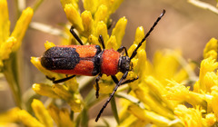 Crossidius coralinus