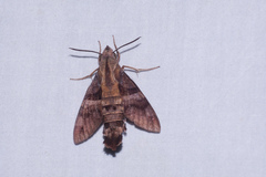 Macroglossum divergens