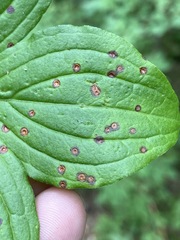 Puccinia porphyrogenita