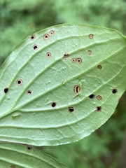 Puccinia porphyrogenita
