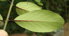 Berchemia discolor