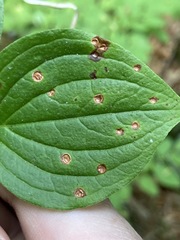 Puccinia porphyrogenita