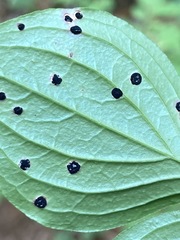Puccinia porphyrogenita