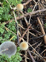 Hypholoma marginatum