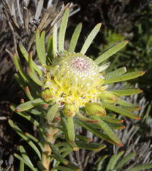 Leucadendron dregei