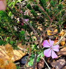 Acmadenia tetragona