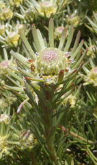 Leucadendron dregei