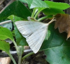 Polypogon tentacularia