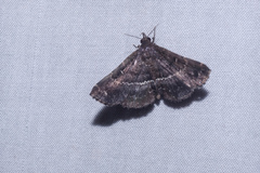 Adrapsa mediana