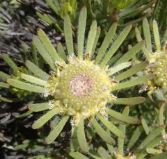 Leucadendron dregei