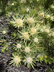 Leucadendron dregei