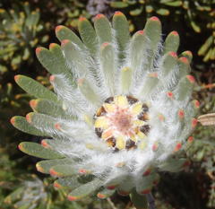 Leucadendron dregei