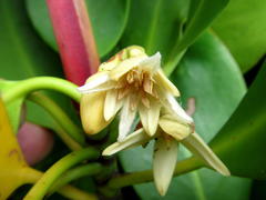 Rhizophora mucronata