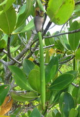 Rhizophora mucronata