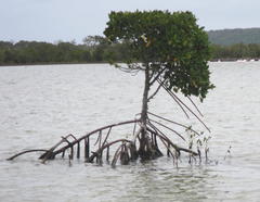 Rhizophora mucronata
