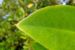 Rhizophora mucronata