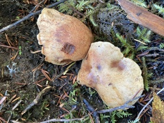 Cortinarius rubicundulus