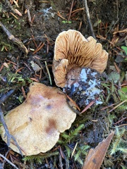 Cortinarius rubicundulus