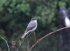 Pyrope pyrope fortis