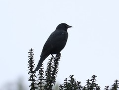 Curaeus curaeus curaeus