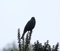 Curaeus curaeus curaeus