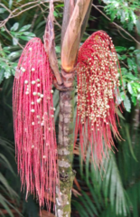 Oenocarpus