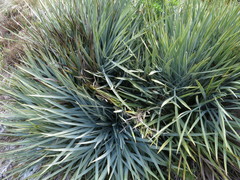 Aciphylla scott-thomsonii