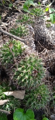 Mammillaria karwinskiana karwinskiana