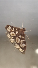 Prenesta fenestrinalis