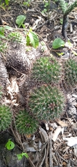 Mammillaria karwinskiana karwinskiana