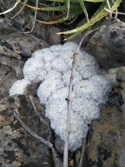 Mammillaria plumosa