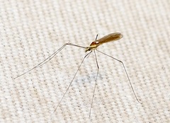 Gonomyia