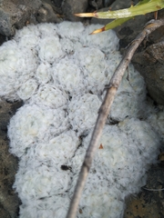 Mammillaria plumosa