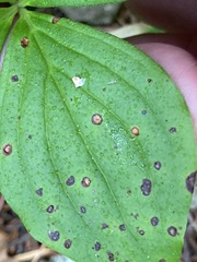 Puccinia porphyrogenita
