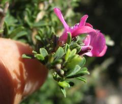 Indigofera nigromontana